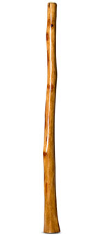 Gloss Finish Flared Didgeridoo (TW953)
